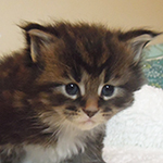 Kocurek Maine Coon