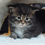Kocurek Maine Coon