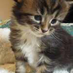 Kocurek Maine Coon
