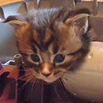 Kocurek Maine Coon