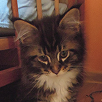 Kocurek Maine Coon