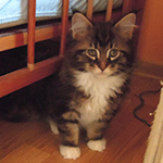 Kocurek Maine Coon