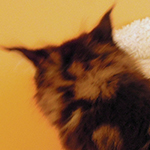Kocurek Maine Coon