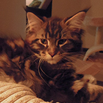Kocurek Maine Coon