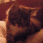 Kocurek Maine Coon