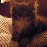 Kocurek Maine Coon