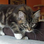 Kocurek Maine Coon