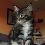 Kocurek Maine Coon