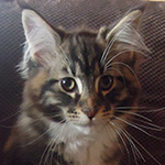 Kocurek Maine Coon