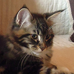 Kocurek Maine Coon