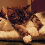 Kocurek Maine Coon