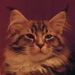 Kocurek Maine Coon