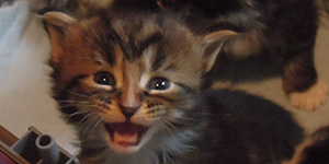 Kocurek Maine Coon