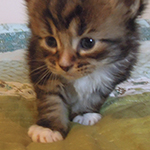 Kocurek Maine Coon