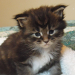 Kocurek Maine Coon