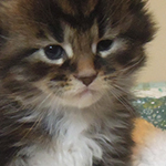 Kocurek Maine Coon