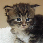 Kocurek Maine Coon