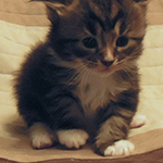 Kocurek Maine Coon