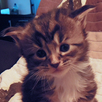 Kocurek Maine Coon