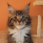 Kocurek Maine Coon