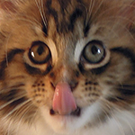 Kocurek Maine Coon