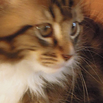 Kocurek Maine Coon