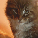 Kocurek Maine Coon