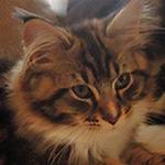 Kocurek Maine Coon