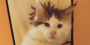 Kocurek Maine Coon