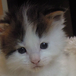 Kocurek Maine Coon