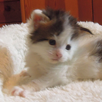 Kocurek Maine Coon