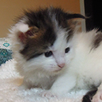 Kocurek Maine Coon