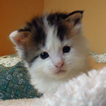 Kocurek Maine Coon