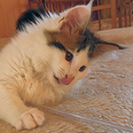 Kocurek Maine Coon