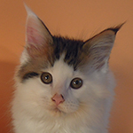 Kocurek Maine Coon