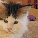 Kocurek Maine Coon
