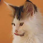 Kocurek Maine Coon
