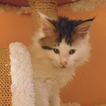 Kocurek Maine Coon