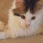Kocurek Maine Coon
