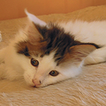 Kocurek Maine Coon
