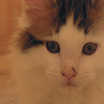 Kocurek Maine Coon