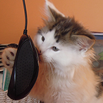 Kocurek Maine Coon