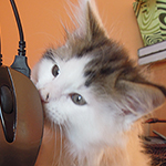 Kocurek Maine Coon