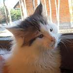Kocurek Maine Coon