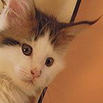 Kocurek Maine Coon