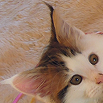 Kocurek Maine Coon