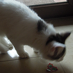 Kocurek Maine Coon