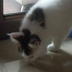 Kocurek Maine Coon