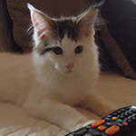 Kocurek Maine Coon