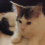 Kocurek Maine Coon